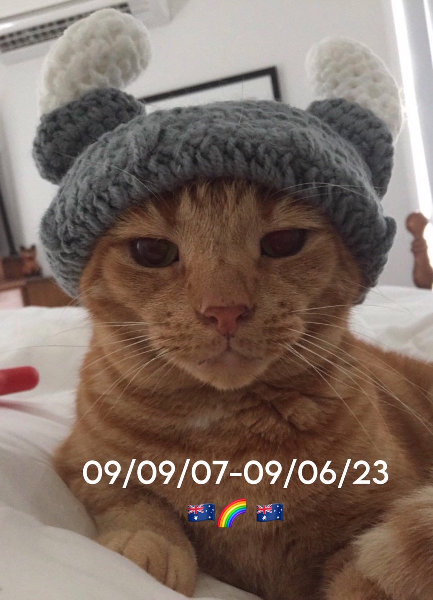 Robert Allotment cat,now helped by Janet & Amanda tweet media