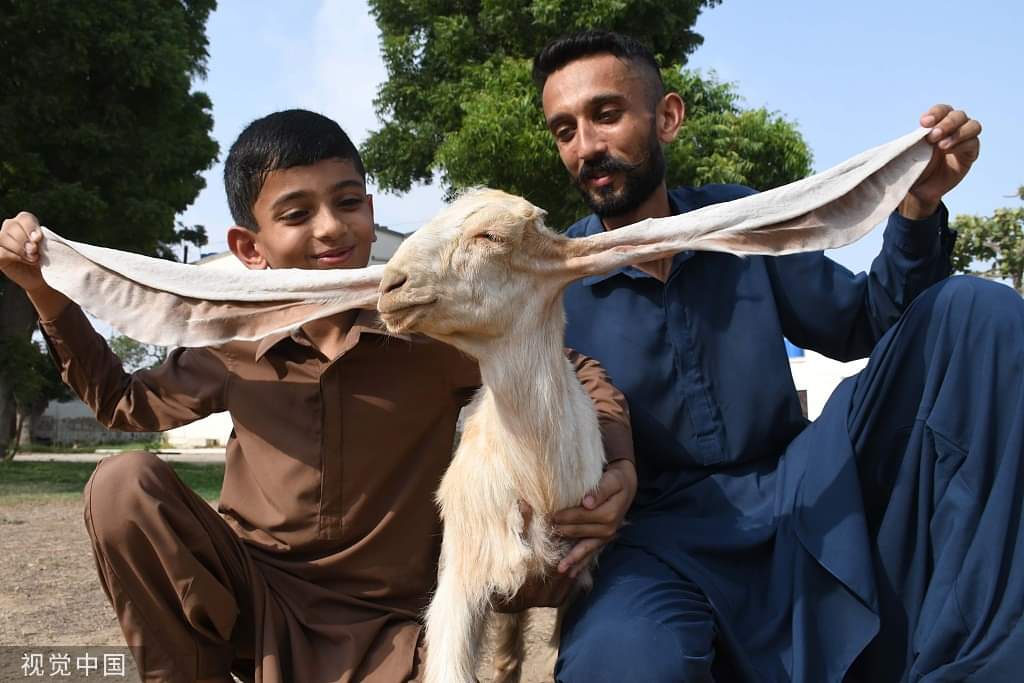 HouRui86742553's tweet photo. A two-month-old female baby goat, named Simbi, has world's longest ears which are 55 cm. https://t.co/s1kfnW0uuW