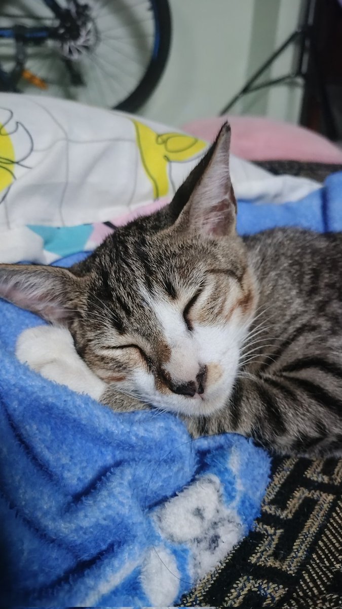 areumnrb's tweet photo. cape bgt setiap hari org rumah ancem mau buang anabul, ga rela bgt kalo bocil aku di buang, mereka full indor yg kalo disuruh main paling jauh main di depan pintu rumah doang, pasti mereka ga bisa survive di luar sana.
pls help me urgent bgt😭😭 https://t.co/C7IZifXnss