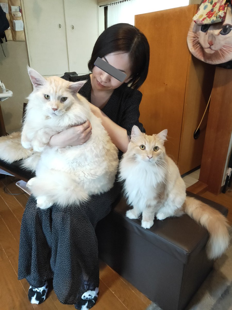 友人に抱っこされる巨大猫カプラン16kgと普通サイズのレタラ6.5kg