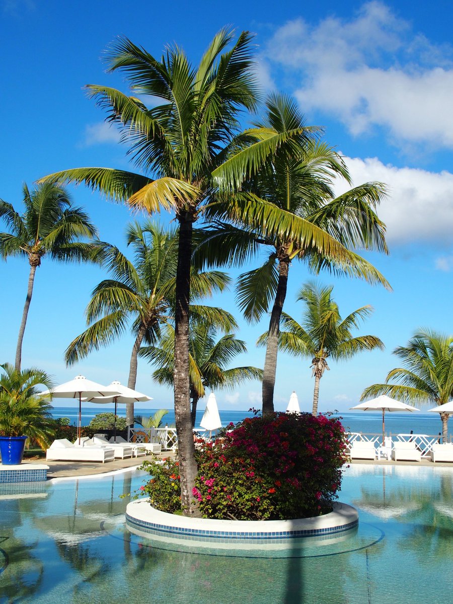 travelbook1ng's tweet photo. Good morning, travelers!Start Your Day in Paradise: Unwind in our Palm-Fringed Luxury Pool for a Refreshing Morning #GoodMorningBliss #LuxuryPoolGoals #PalmParadise #PoolsidePerfection #MorningMagic #SereneBeauty #PoolOasis #LuxuryLifestyle #DiveIntoParadise #PoolsideBliss https://t.co/KeUcDFqBOR