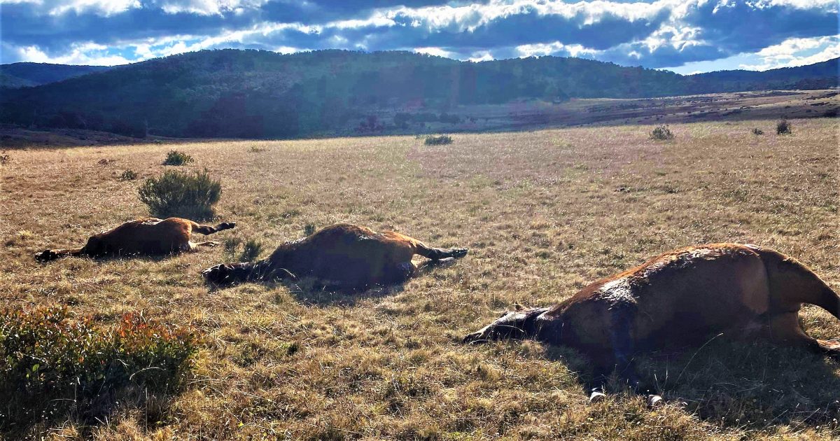 A man furious with NPWS's silence on brumby carcasses in Kosciuszko National Park has dumped a horse's head at the department's Jindabyne office, and been fined for his actions ow.ly/iUvw50OJKx0