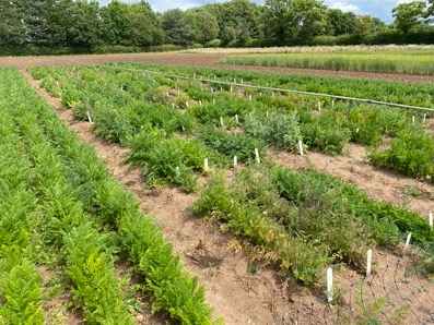 Two short term summer jobs available to provide support for research projects on pest insect management - based at Wellesbourne portal.unitemps.com/Search/JobDeta…