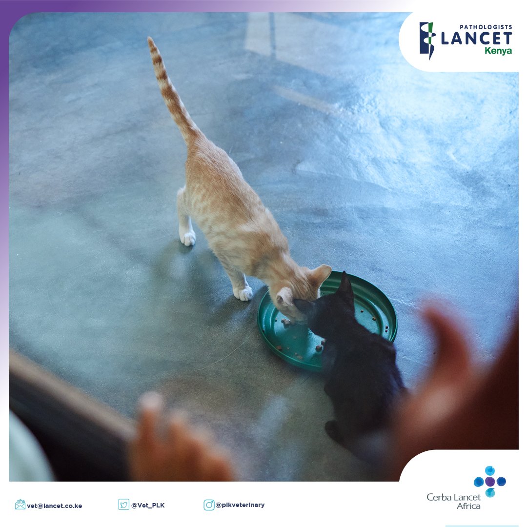 June is Adopt a Shelter Cat Month. Hundreds of cats usually end up in animal shelters or pounds. They are either abandoned or lost and always look for a forever home. This June, why not adopt a lovely deserving cat from your local shelter?

Contact us today on:
vet@lancet.co.ke