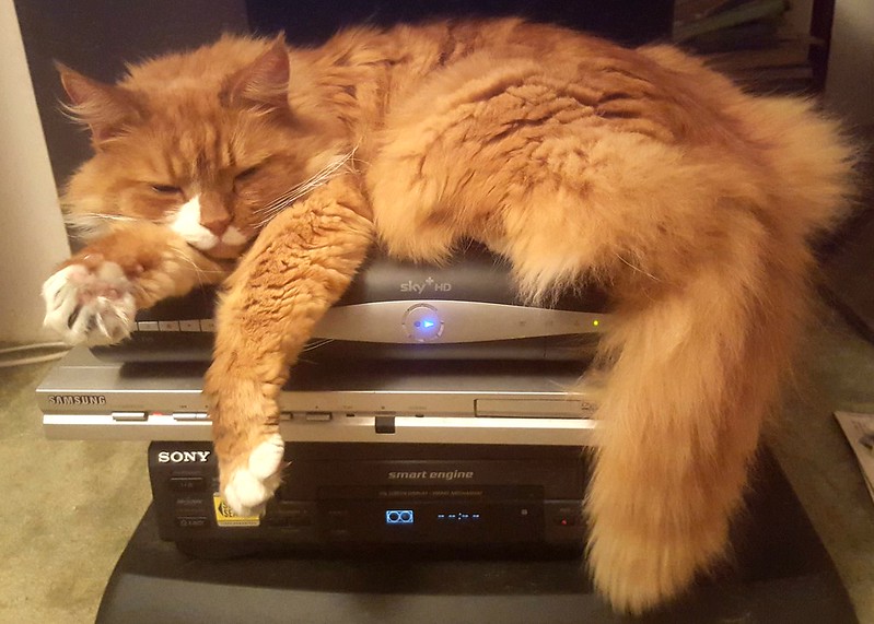 'You'd like to use the VCR? I'd like salmon mousse in my dish. I'm sure we can come up with something.' 😹😹
#NationalVCRDay 

@ThePhilosopurr @GeneralCattis @HarryCatPurrs @CatFanatic9 @LuminousNumino1 @TERRYW_UK @PeterRABBIT67 @briano29 @eliznoelle @EringoB02429272 @lymeist
