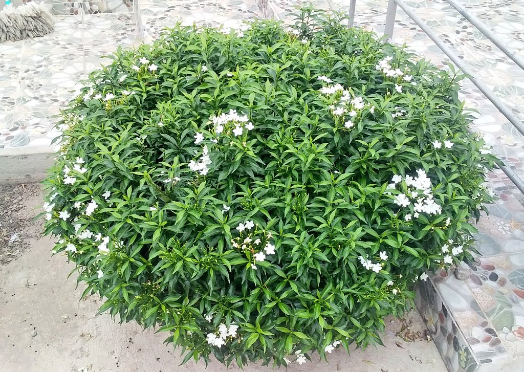 ต้อย ติ่ง เตนล์ °*∴So10³ °*💜 tweet media