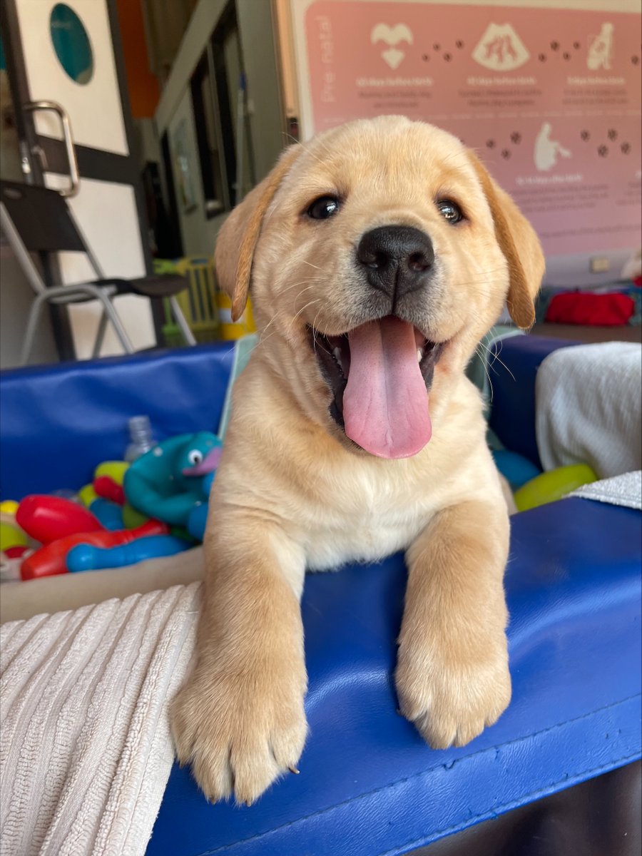 Smile, it’s Friday! Tag someone  who needs to see this smiley pup today! 😄

[Image description: Close-up of a yellow Labrador puppy with their paws over the sides of a blue ball pit. The puppy has its mouth wide open and it’s tongue poking out.]

#GuideDogsAustralia #FridayFun