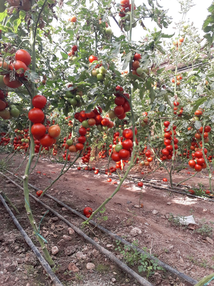 Domates tarlasindan herkeze günaydın