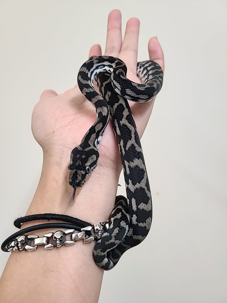 エキゾチックアニマルRodzina (@Rodzina7) / Posts / X