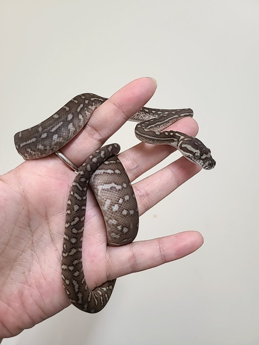 エキゾチックアニマルRodzina (@Rodzina7) / Posts / X