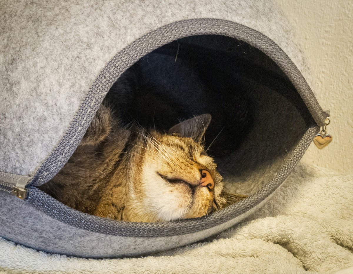 „Guten Morgen, Jack!”
„Lass mich in Ruhe, Angestellter!“

#CatsOfTwitter #Cats #fürSusu