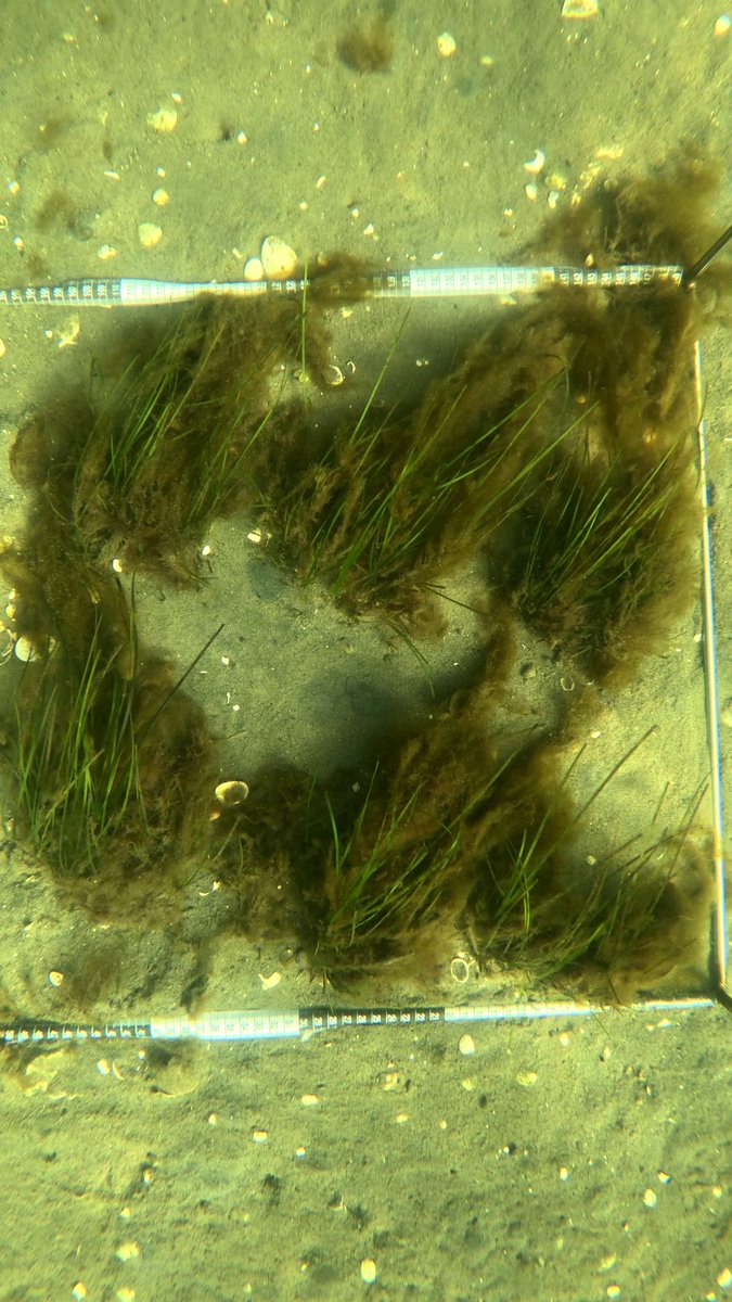It's alive! And growing!  Leaf length has almost doubled since planting in March which is pretty good considering we are coming into winter. This site periodically gets covered in drift algae but the seagrass is still kicking on 😁 #seagrassrestoration #zostera