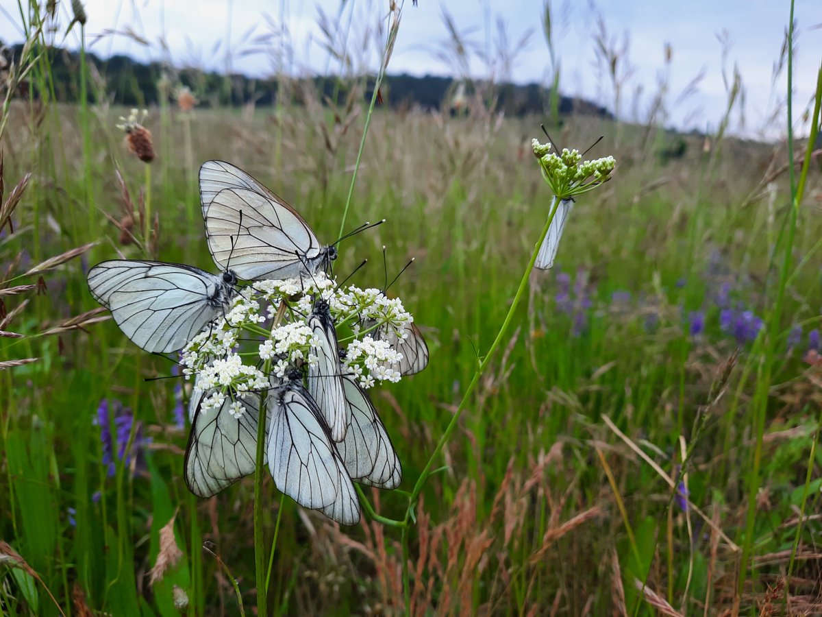 Bouquet de gazés encorz endormis au petit matin dans le Vercors, pendant mes points d'écoute oiseaux
