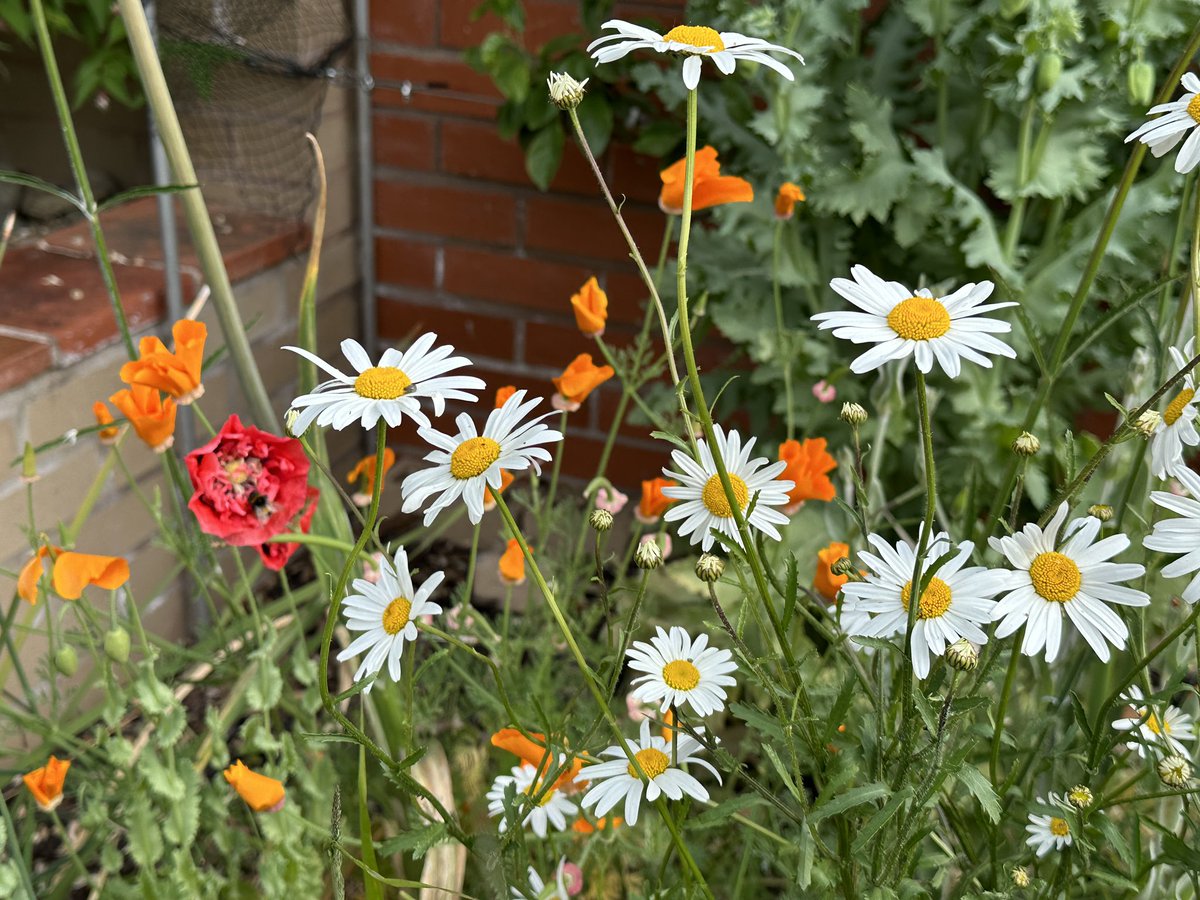 The #bees are simply loving my little wild area🌿🐝❤️🐝🧡🌿
Only started it last year but really pleased with how it’s coming on 🌿❤️🤍🧡

#FlowersOnFriday
#wildlifephotography #wildflowers #GardeningTwitter