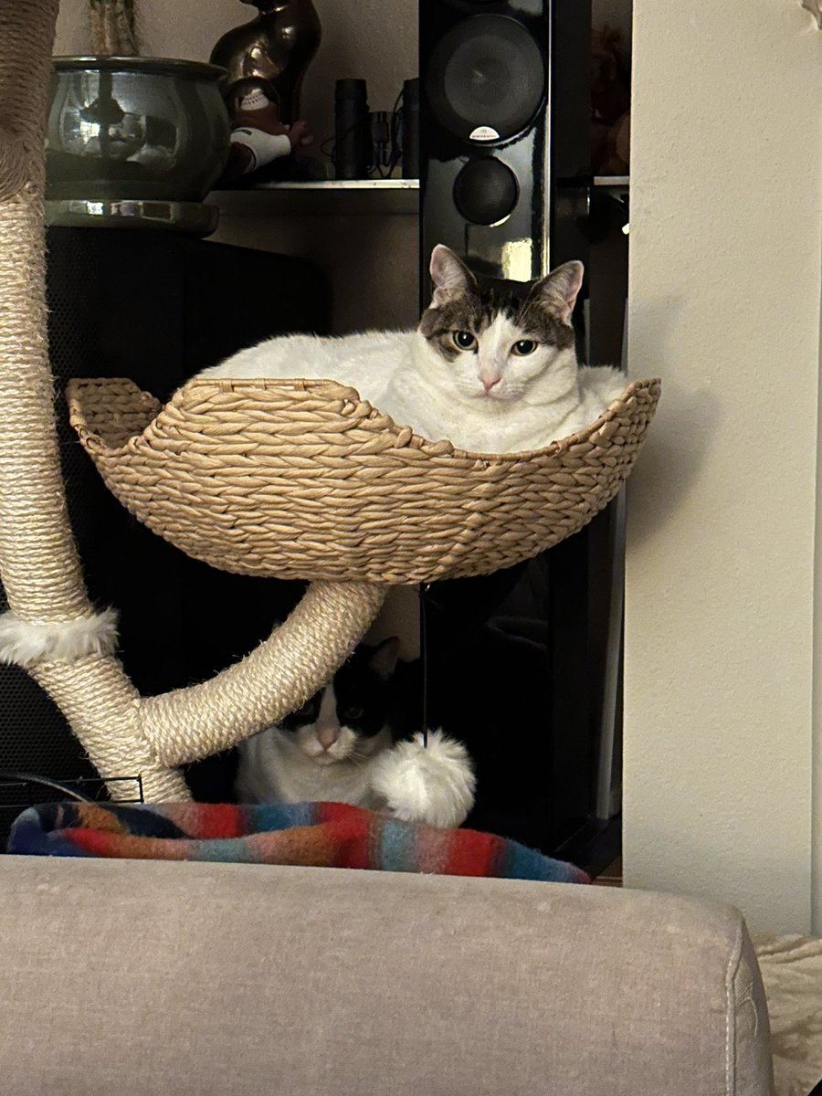 meepsandsqueeky's tweet photo. Stealth Meeps. Look again. #cats https://t.co/AvIeaPDQg6
