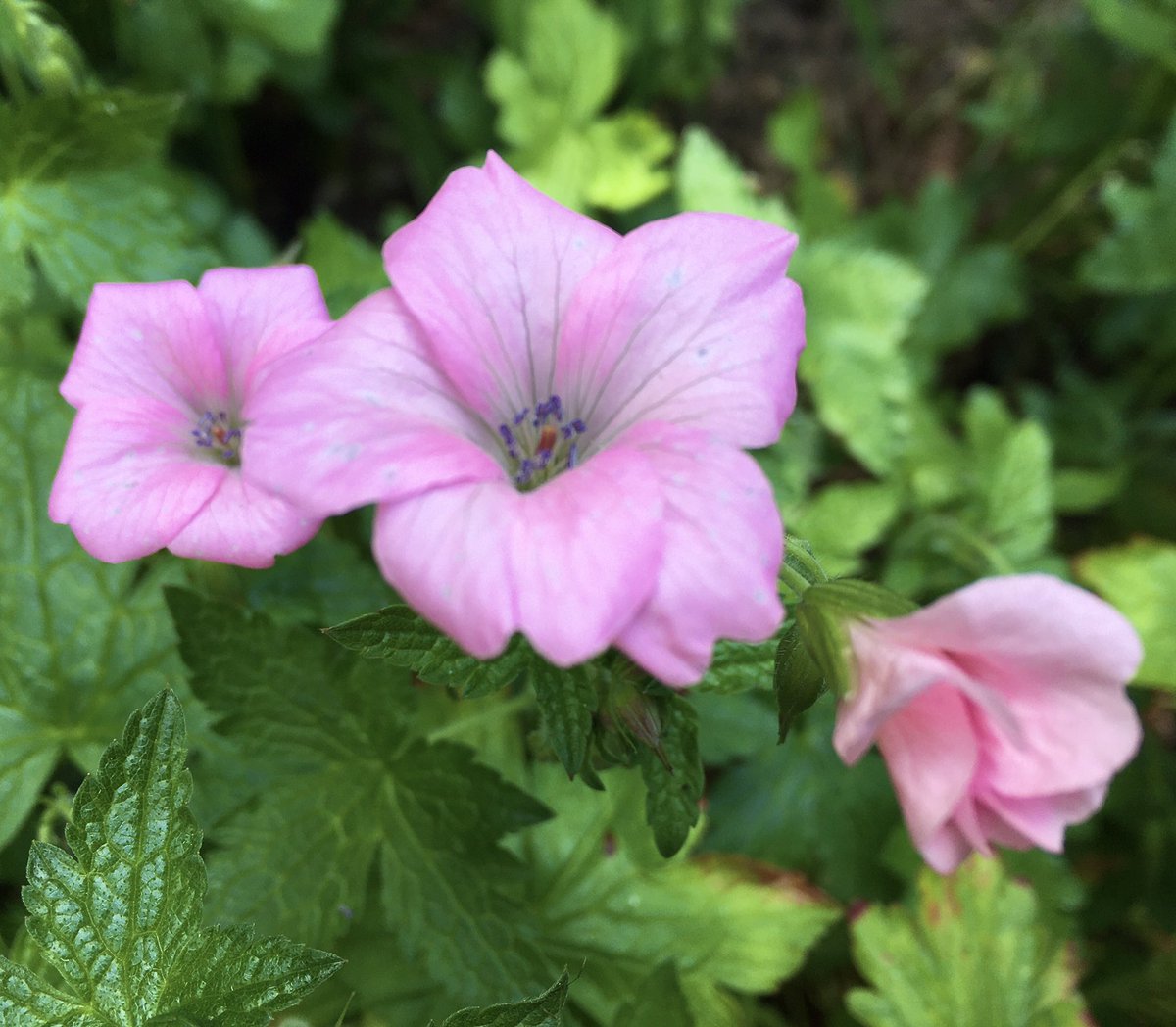 Pink Friday. Geraniums looking lovely and the bees love them.
Happy Friday
#flowersonfriday #gardeningtwitter #gardens #FridayFeeling #pinkfriday