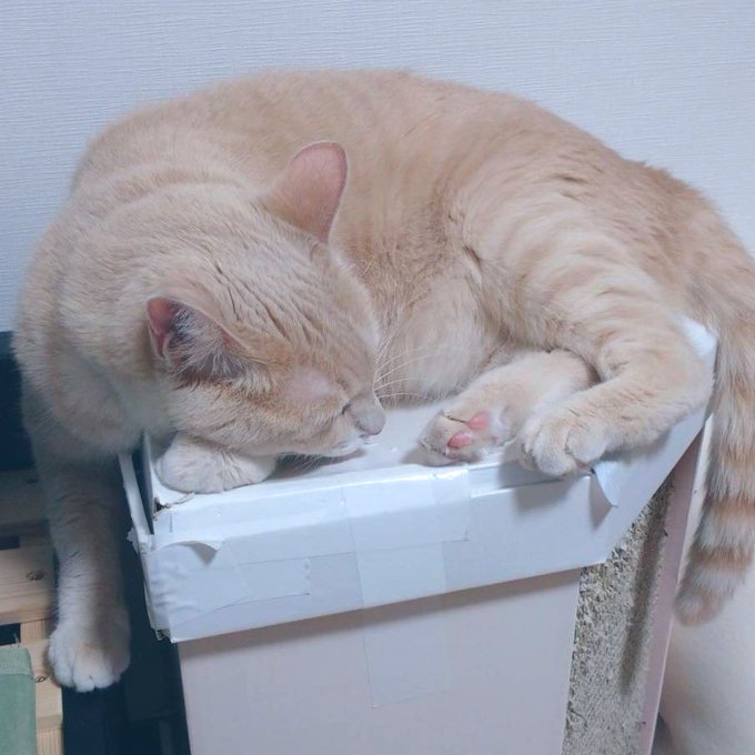 見る?ふわふわのパンケーキを