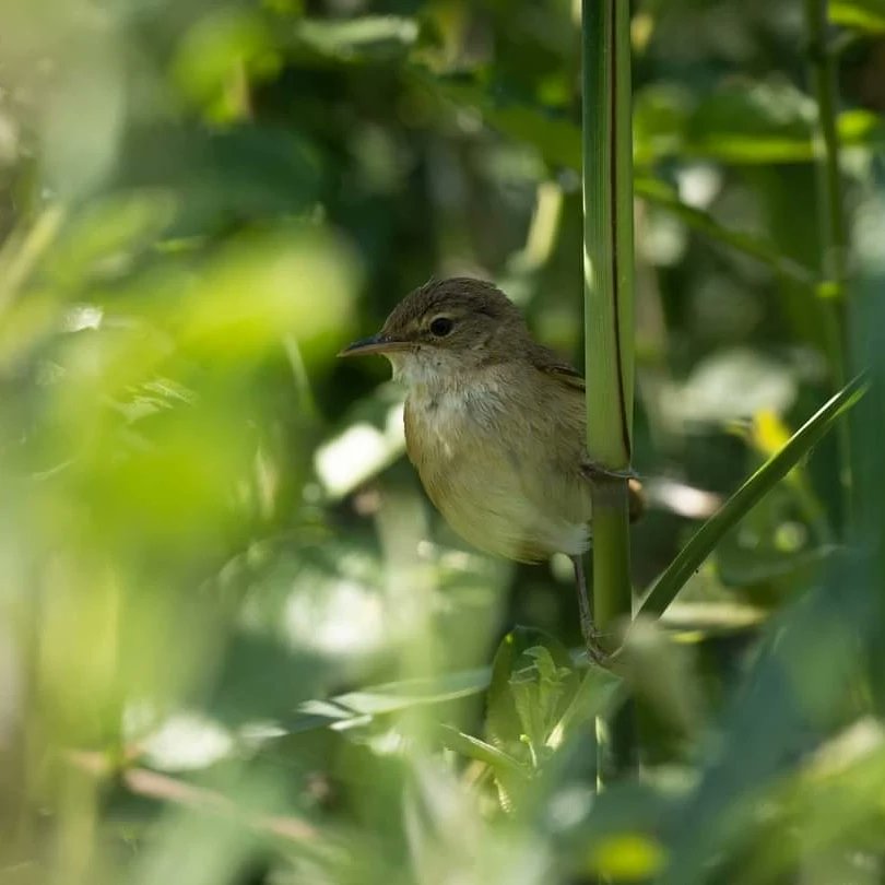 BOB ILES tweet media