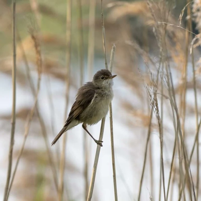 BOB ILES tweet media