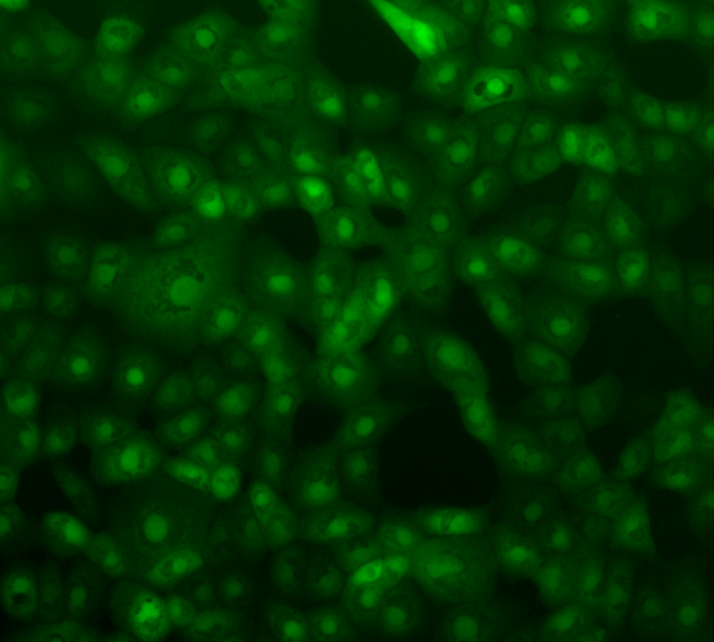 We are pleased to announce our long-term collaboration with DENOVO Sciences Inc., an AI-powered drug discovery company, and the NITROVIRE team at CIRI, to develop highly-active pan-coronavirus inhibitors. itel.am/en/news/14442