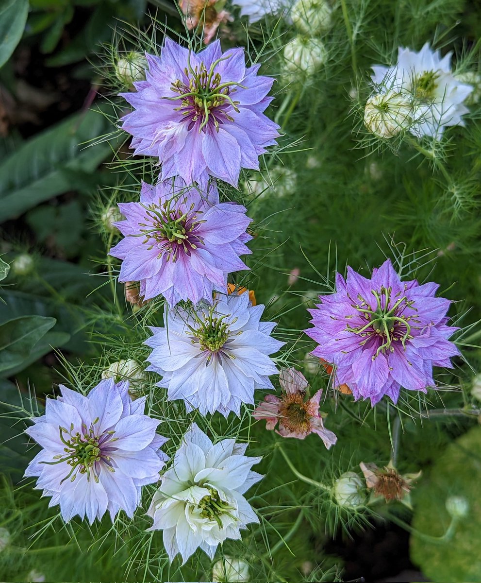 Love 'Love-In-A-Mist' ☀️ 
🌿💜🫶🤍🌿
#FlowersOnFriday