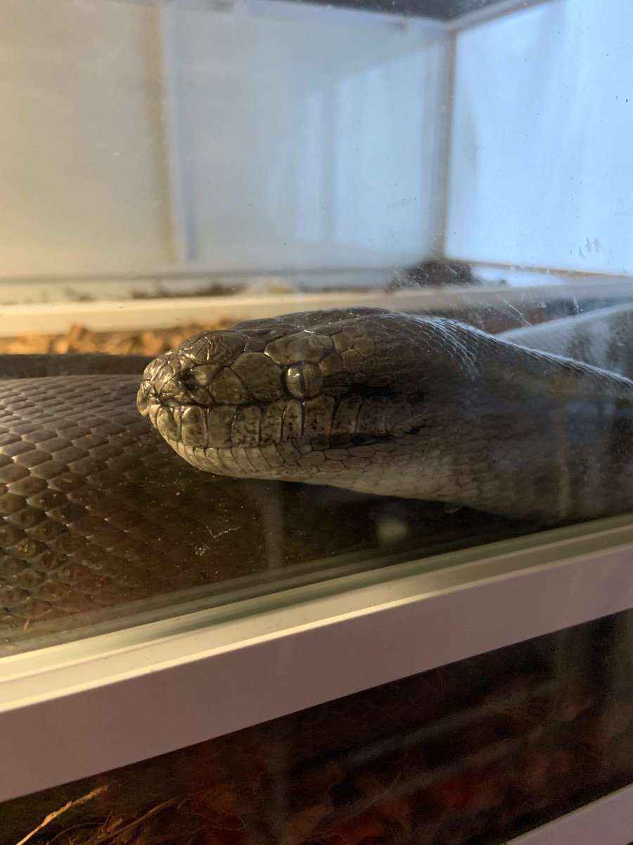 Snake_Party96's tweet photo. 朝イチからイケメン♀のシェリーちゃん❤️
パプアンのクセしてめちゃムチムチのワガママボディ⭐️ https://t.co/26slhtVNGD