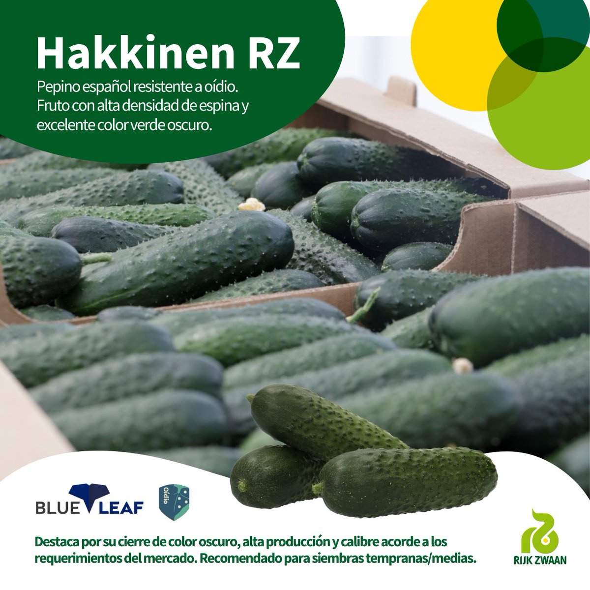 🌱🥒 ¡Agricultor! ¿Buscas una variedad excepcional para tu cultivo? Los Pepinos blueleaf españoles Hakkinen de <a href="/rijkzwaanES/">Rijk Zwaan ES</a> resisten al oídio 💪 Ofreciendo alto rendimiento y excelente calidad.

👉🏻 innovamosjuntos.es/variedades-de-…