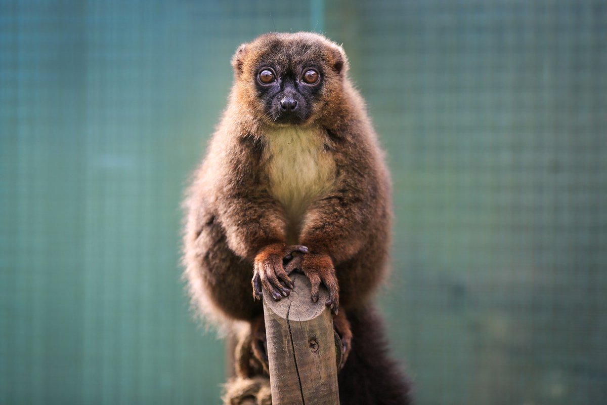 Join Melissa this morning to find out more about the conservation of Red Bellied Lemurs and other animals in your #TorlandsTaster! #conservation #animals #redbelliedlemurs #lemurs