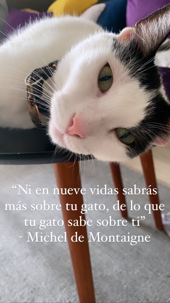 Clubdegatospanama, Labigotes y colita tweet media