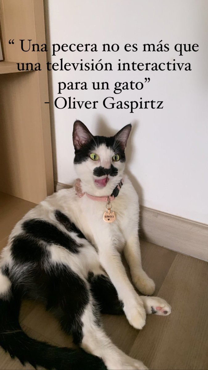 Clubdegatospanama, Labigotes y colita tweet media