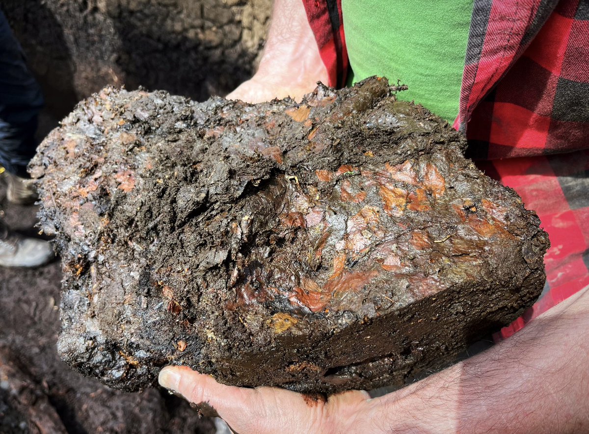 The damp breath of prehistory. A carpet of tree-dropped leaves that, one autumn 10,000 years ago, danced and drifted then sunk to the depths of a Mesolithic lake.
A throwback to digging at Skipsea last month for #FindsFriday