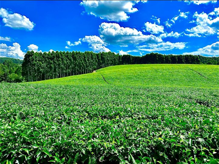 Mbu this is a sign of backwardness? Because of Camellia Sinensis, our life has changed and we thank God.