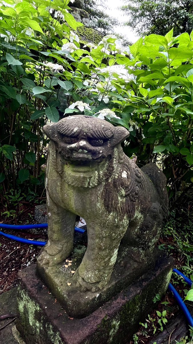 「紫陽花の下に隠れている狛犬さんがなんともかわいらしかった」|くじらのイラスト