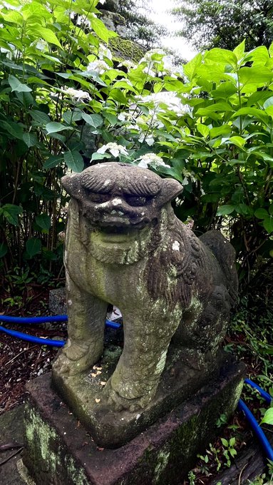紫陽花の下に隠れている狛犬さんがなんともかわいらしかった