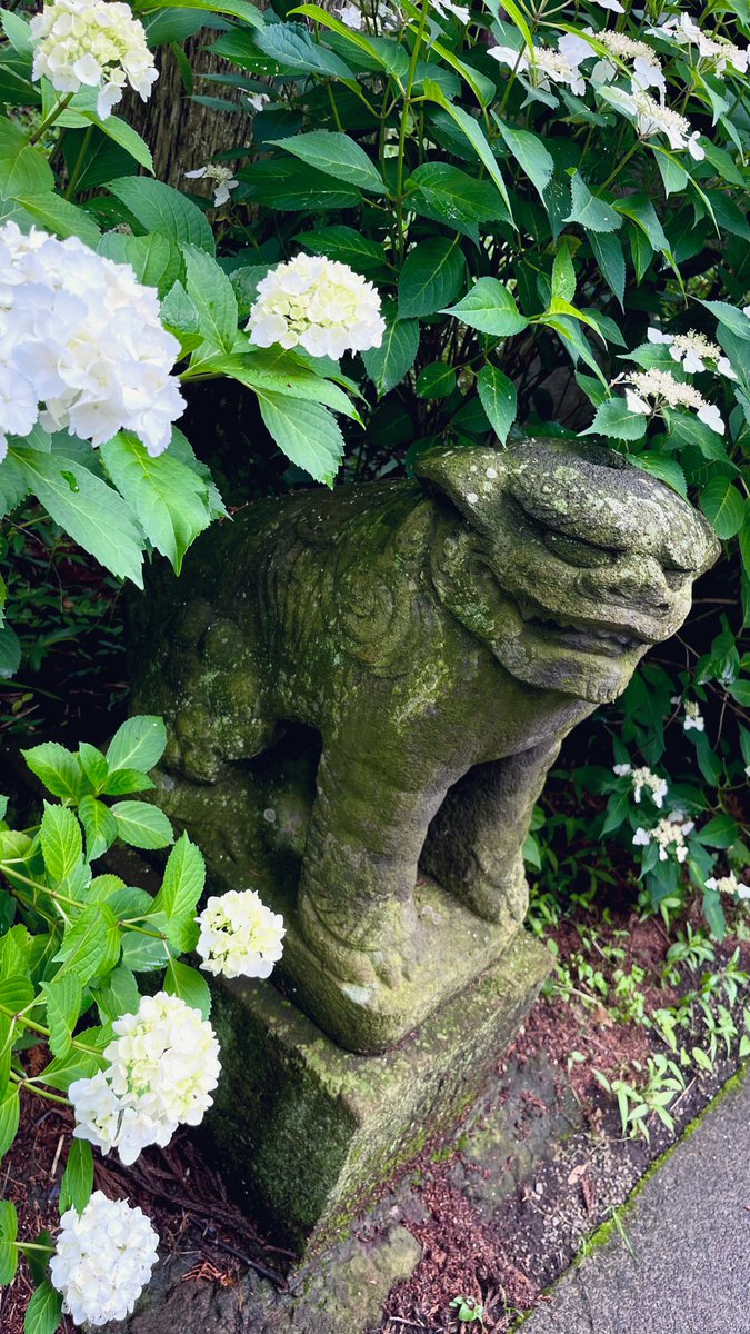 「紫陽花の下に隠れている狛犬さんがなんともかわいらしかった」|くじらのイラスト