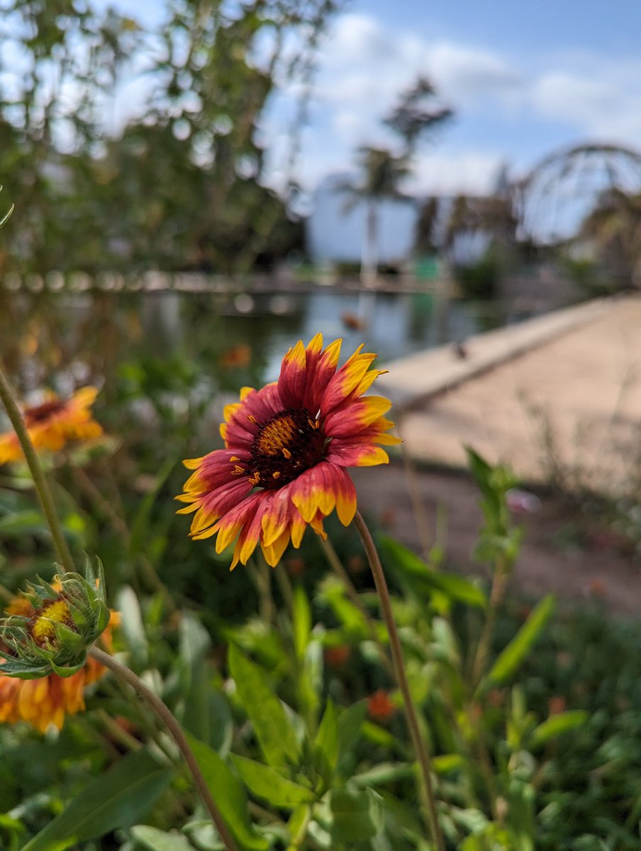 Dustadorre's tweet photo. @SomeGadgetGuy 2x zoom has been my go to instead of macro. It's been finicky with me and 2x zoom gives me no issues. First two are from Balboa Park, the hibiscus was outside of a ramen restaurant downtown next to a fire heater. #p7pro #pixel #googlepixel #TeamPixel https://t.co/pOQBbzZCur