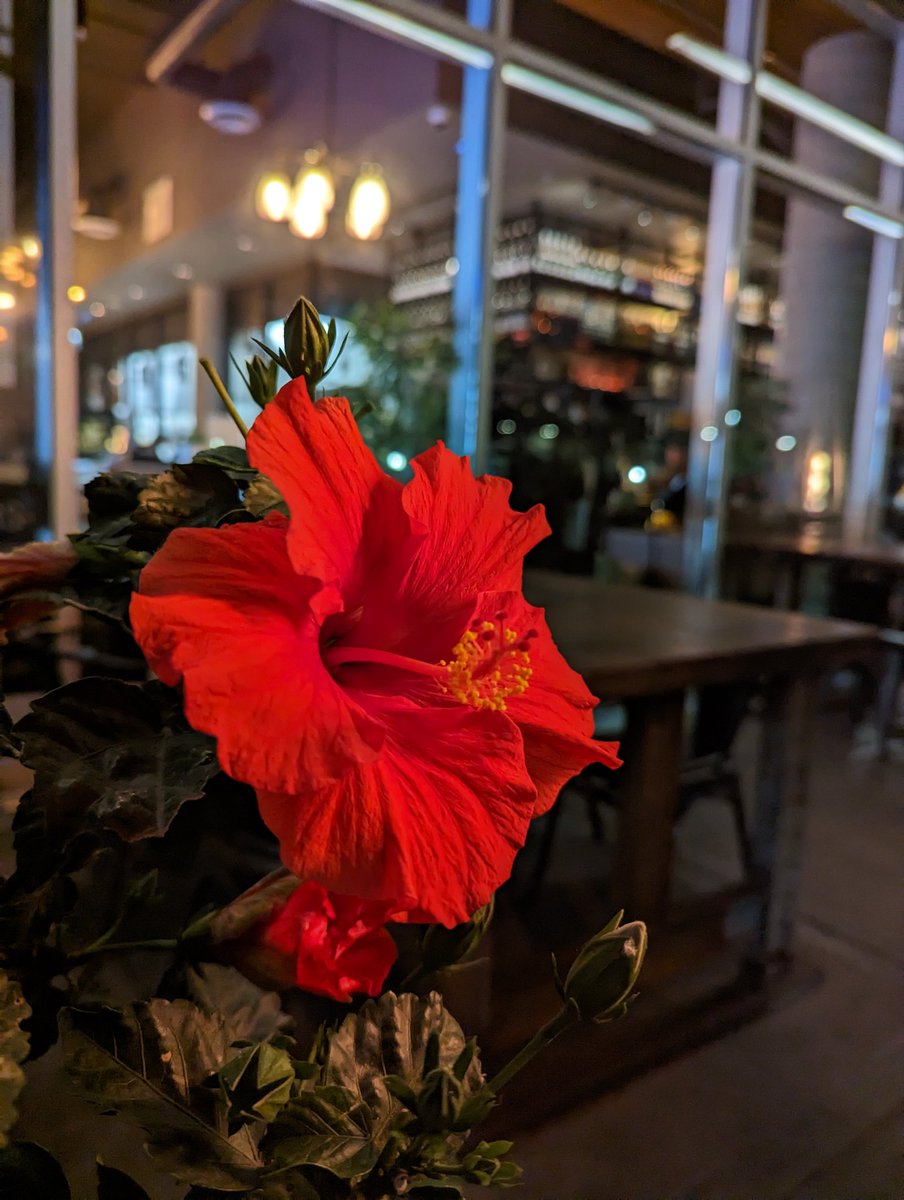 Dustadorre's tweet photo. @SomeGadgetGuy 2x zoom has been my go to instead of macro. It's been finicky with me and 2x zoom gives me no issues. First two are from Balboa Park, the hibiscus was outside of a ramen restaurant downtown next to a fire heater. #p7pro #pixel #googlepixel #TeamPixel https://t.co/pOQBbzZCur