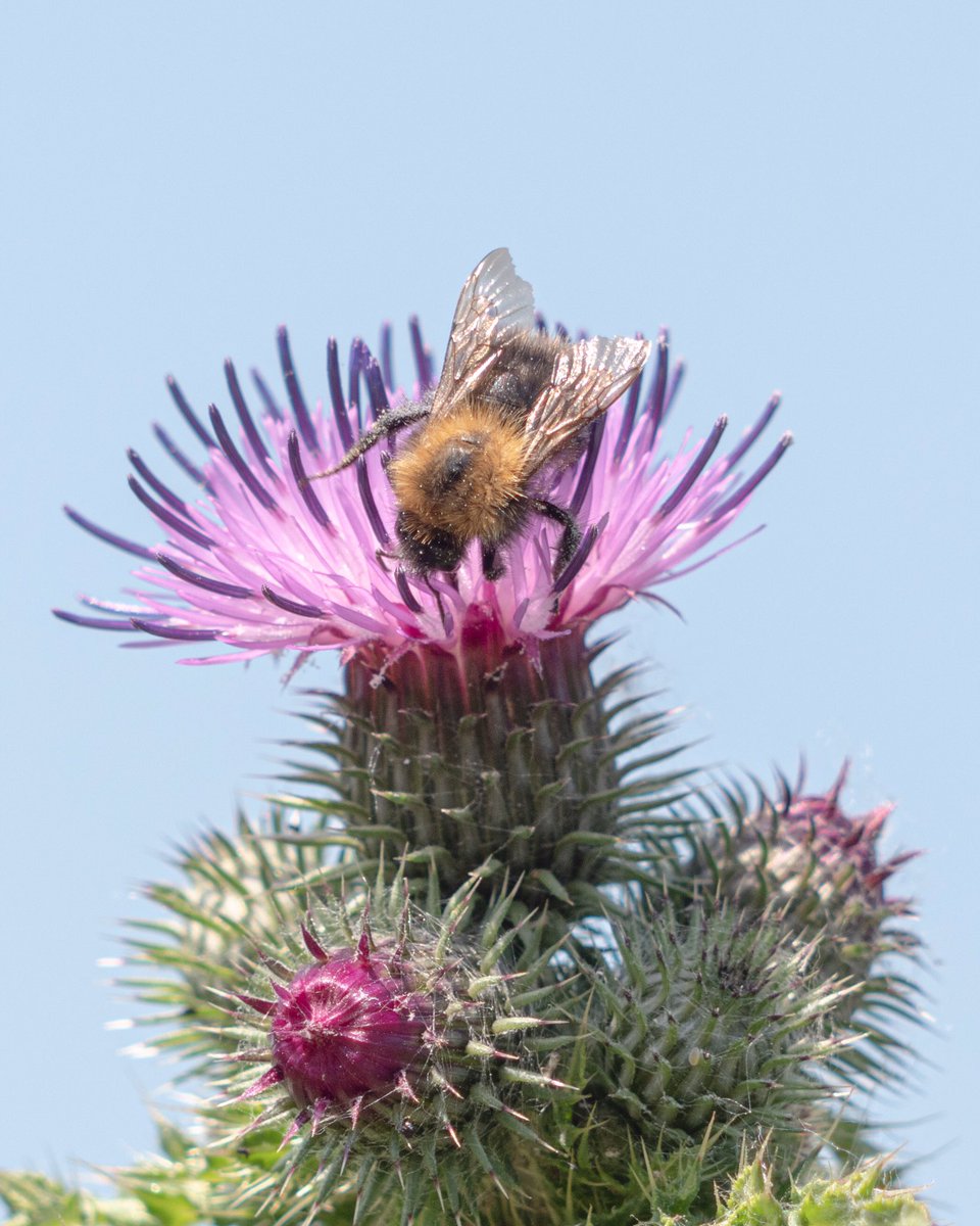 convust's tweet photo. Ook de #distels bloeien weer. Ik vind ze prachtig deze insectentrekkers #junibloeiers @vule_rock_nroll https://t.co/U92ccHXIUY