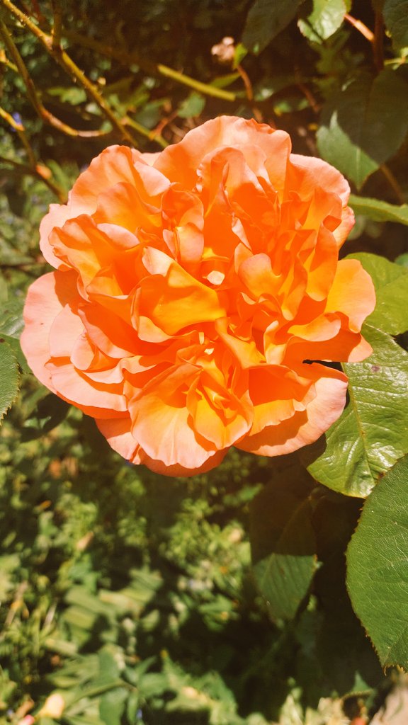 #GoodMorningTwitterWorld #GoodMorningEveryone Hope u all have a lovely day!!!! Had a terrible week but hoping this weekend will turn things around 🙏 luv ya all ♥️ 
#flowerphotography #Flowers #flowerpower #flowersonafriday #NaturePhotography #NaturalBeauty