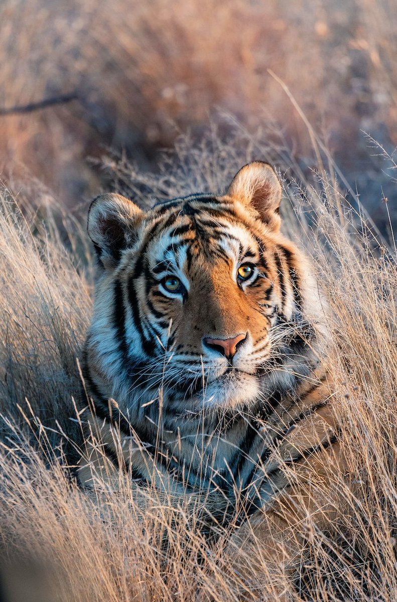 TigerCanyon's tweet photo. Who knew a simple head shake could be so photogenic?

Join us for a photographic safari to capture the wild tiger images of your dreams.  

Book now, https://t.co/CaeEkzZ08V https://t.co/L8SCyqJGQC