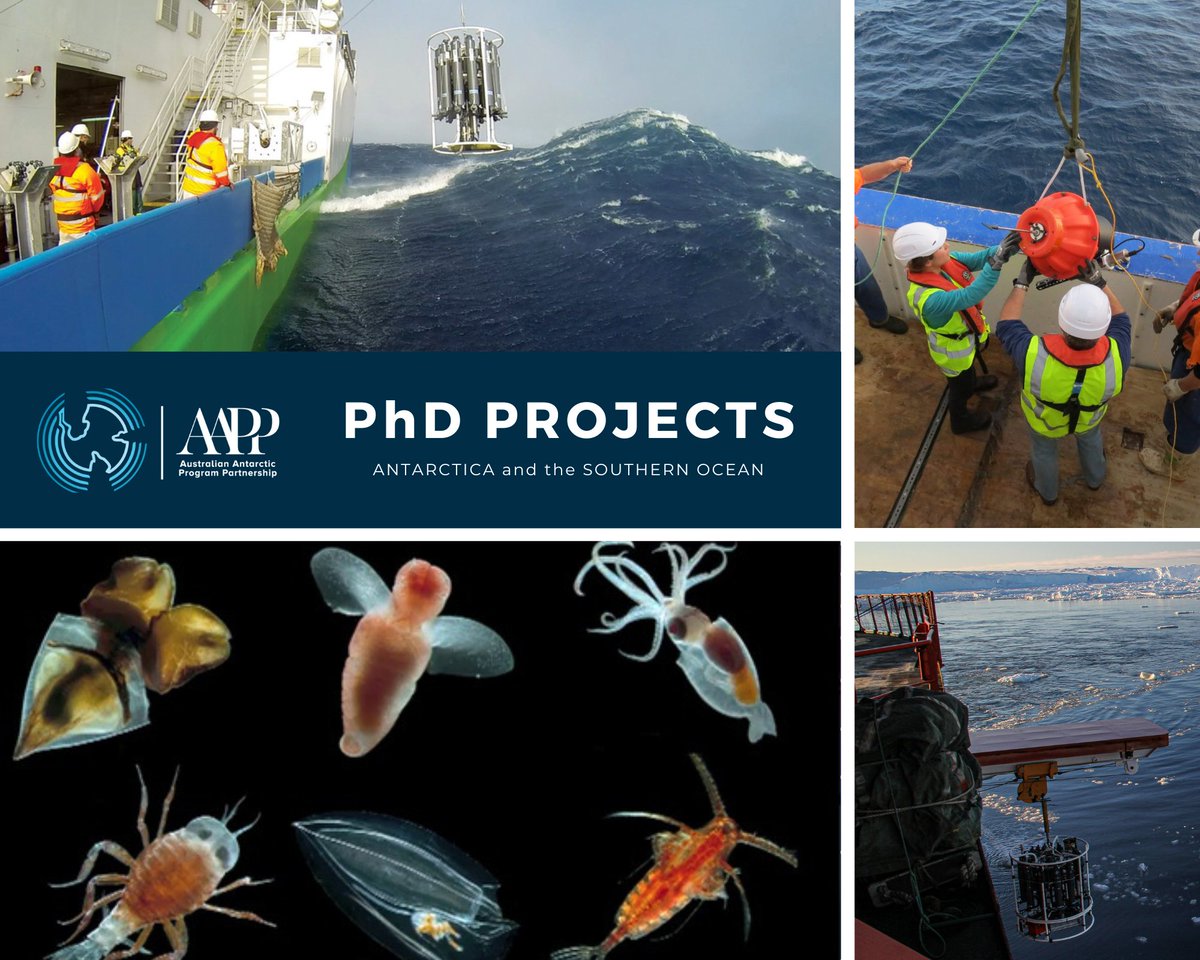 Three PhD projects at @IMASUTAS in Hobart! 🌊 Unveiling the abyssal Southern Ocean 🧪 Southern Ocean elemental biogeochemistry 🦐 Zooplankton and ocean productivity 🚨 Closing date for applications: 1 July 2023 🎯 aappartnership.org.au/phd-projects/