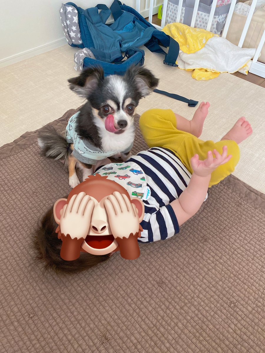 Ohagi0621's tweet photo. 気付けば今月で9歳やもんな〜😳
白髪も増えたしそりゃ目だって悪くなるよね🥺
でも変わらずアイドル犬です🐶❤️‍🔥 https://t.co/1yWkfbMXMk
