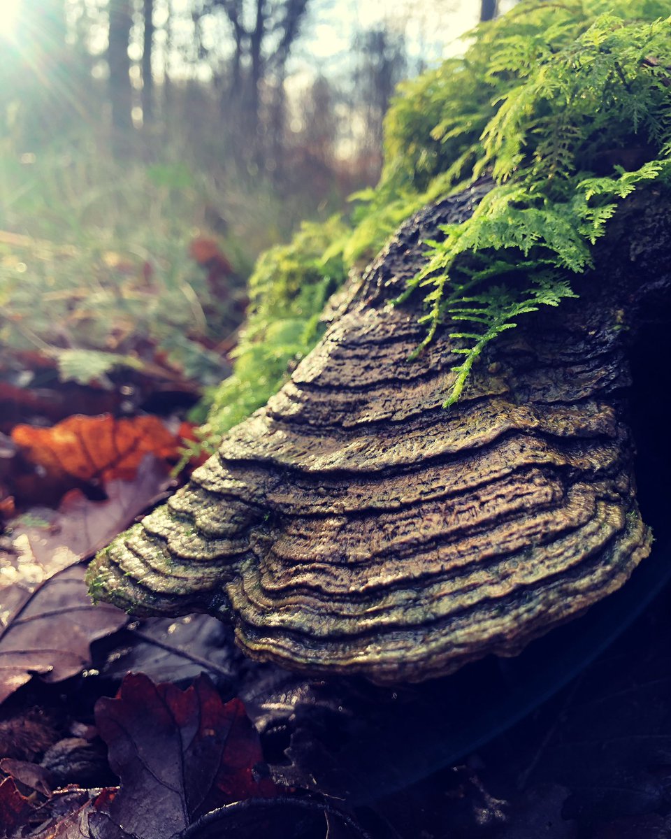💚 #polypore #mushrooms #fungi #fungus #FungiFriday #Autumn #woodlandfloor #woodland #woods #forest #trees #moss #plants #nature #goodforthesoul #NaturePhotograhpy #forestphotography #photograghy #windermere #LakeDistrict #cumbria #walking #Wellbeing