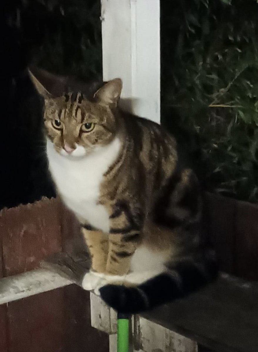 Meowah Mama💜💙❤️💛 tweet media