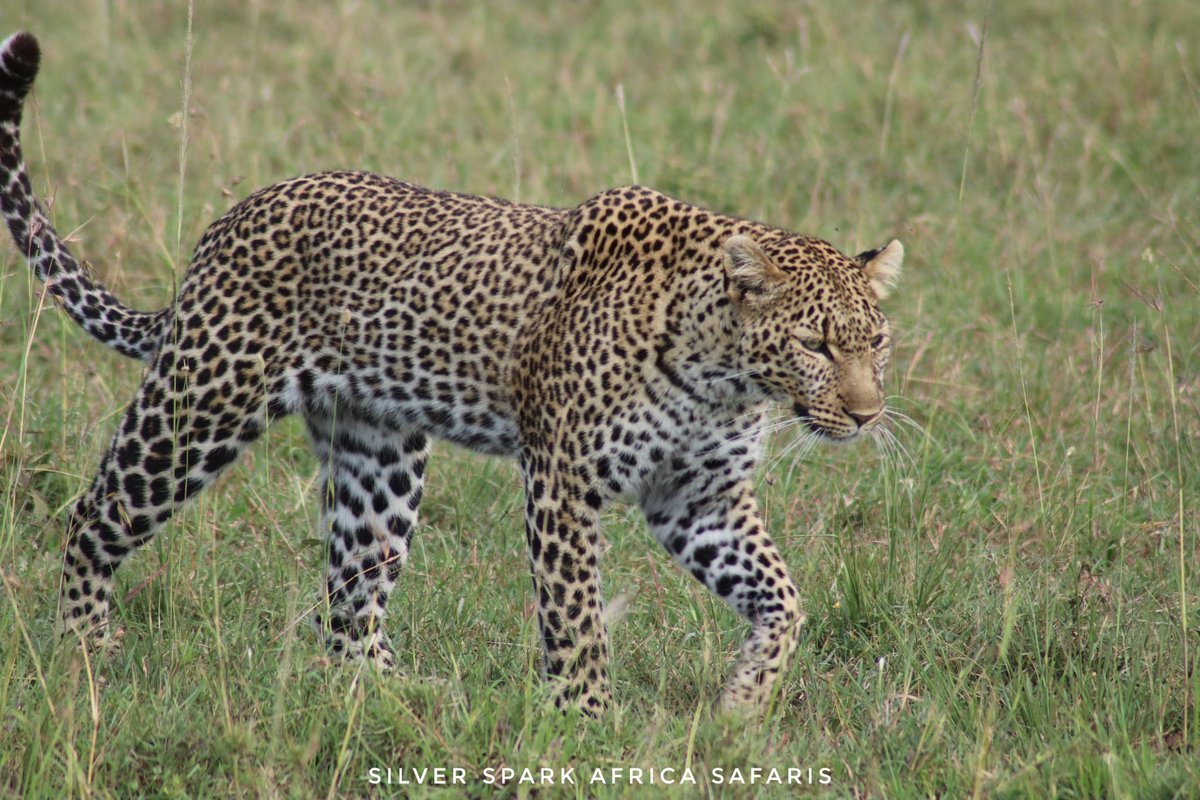 Slow steps but sure. #ig_captures_nature but sure 
 📸 :Leopard 

#SilverSparkAfrica #Leopard 
#wildlifephotography #natgeowild #wild #wildlife #wildphotography #MaasaiMara #Vaccation #animallove #animalkingdom  #Magicalkenya  #africanamazing   #beautifulafrica #tembeakenya🇰🇪