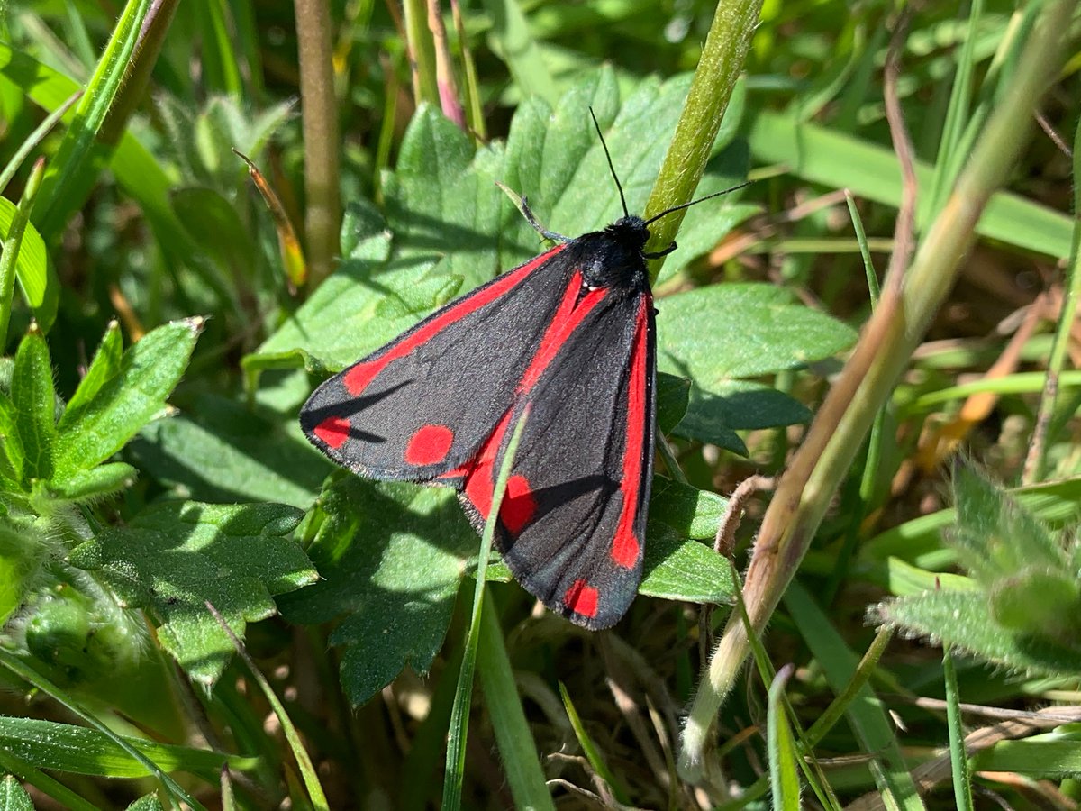 A return to Coll this morning to look at this lovely cinnabar moth. Moths can be very colourful and striking, and extremely interesting to study.  This superb page from the Natural History Museum looks at moths in more detail @ nhm.ac.uk/discover/uk-mo…