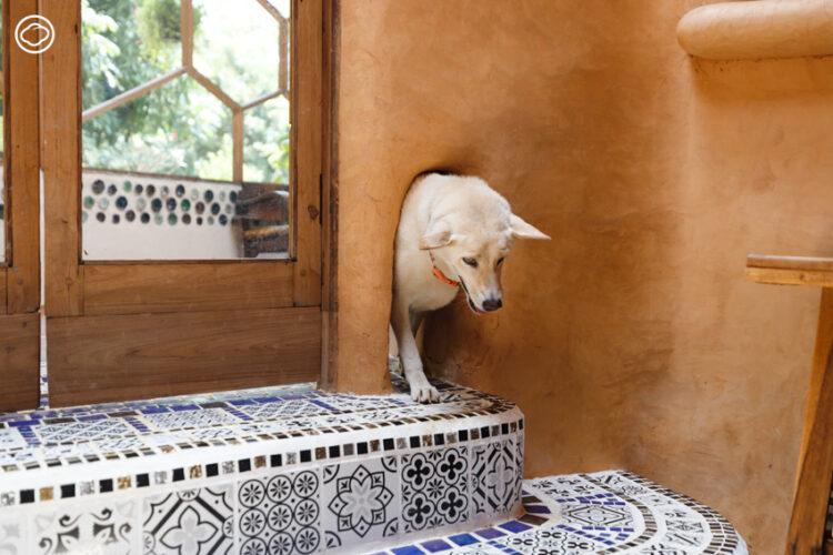 readthecloud's tweet photo. คอลัมน์ #อยากอยู่อย่างอยาก คราวนี้ พาเคาะประตู #TropicalEarthship หลังแรกของโลก ณ #เชียงดาว #เชียงใหม่ ฝีมือ Maggi McKerron คุณยายวัย 75 ปี ผู้ตั้งใจใช้ชีวิตโดยไม่ทิ้งภาระใด ๆ ไว้บนโลก
https://t.co/zEv16hyc8q https://t.co/KDFTvDTcx5