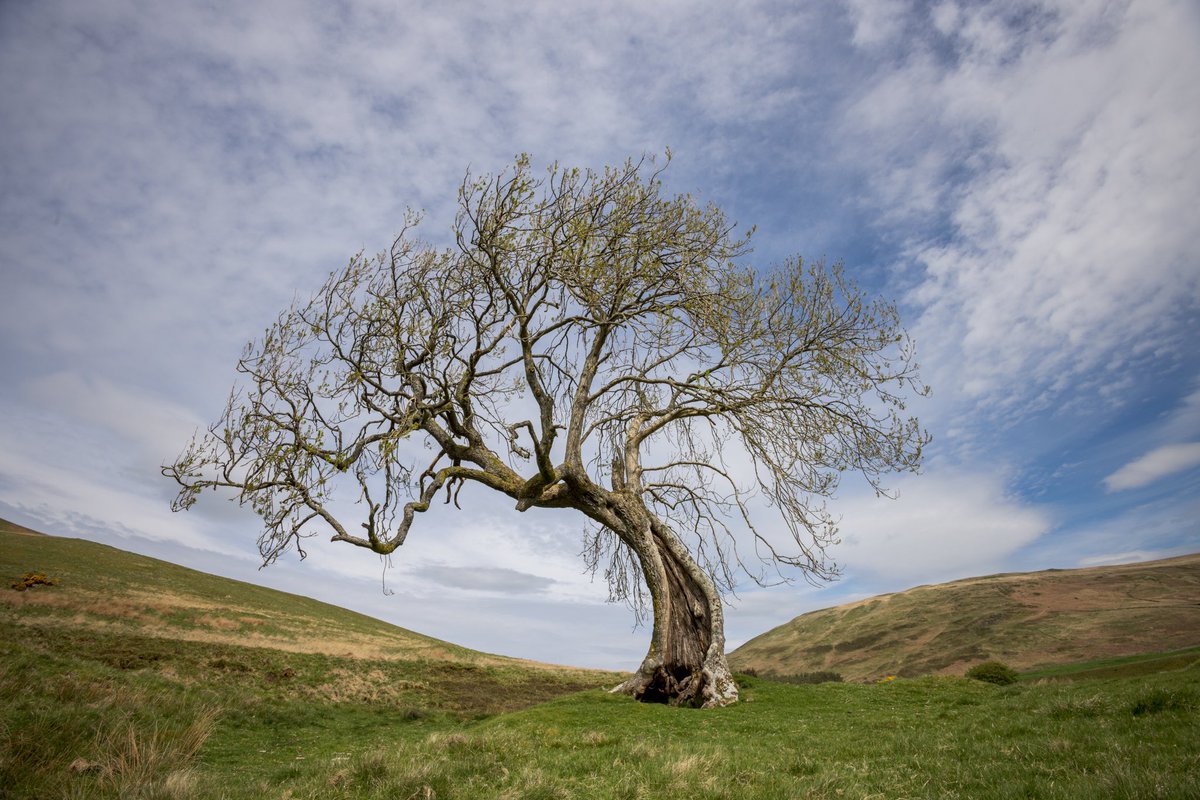 vSigloV's tweet photo. @BBCr4today A weathered and stoic lone Ash tree in Glendevon , Perthshire.  A favourite for local photographers with its sinuous branches and fractured trunk. https://t.co/2S6uklr0Bi