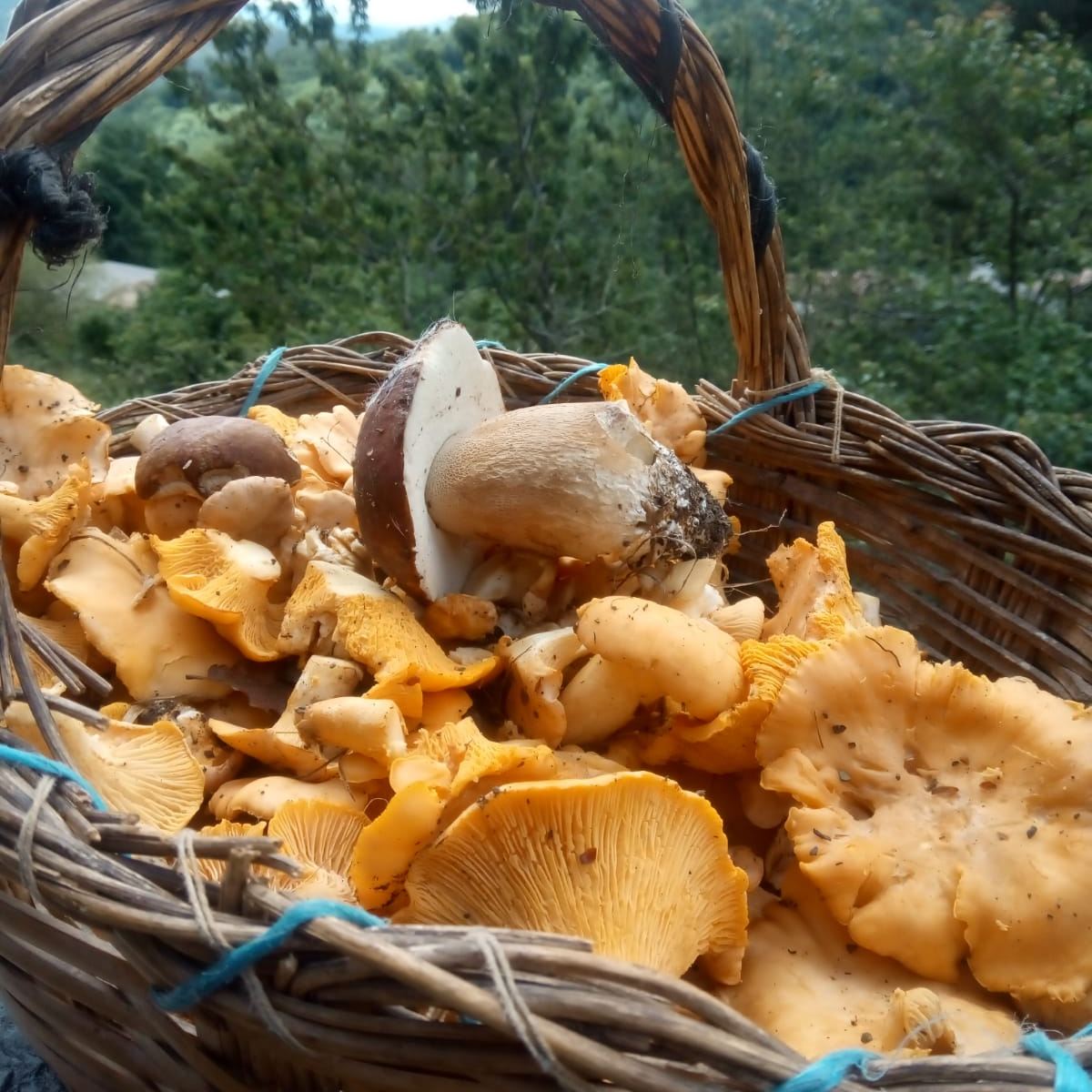 PuntoPirineos's tweet photo. 🍄Primavera es buena estación para ir a por setas...  
¿Sabes qué especies puedes encontrar en #PuntoPirineos?

𝑅𝑜𝑠𝑠𝑖𝑛𝑦𝑜𝑙 (𝑅𝑒𝑏𝑜𝑧𝑢𝑒𝑙𝑜)
𝑀𝑢𝑟𝑢𝑔𝑎 (𝐶𝑜𝑙𝑚𝑒𝑛𝑖𝑙𝑙𝑎)
𝐶𝑒𝑝𝑠 (𝐵𝑜𝑙𝑒𝑡𝑢𝑠)
𝑀𝑜𝑖𝑥𝑎𝑟𝑟𝑜 (𝑆𝑒𝑡𝑎 𝑑𝑒 𝑆𝑎𝑛 𝑗𝑜𝑟𝑔𝑒) https://t.co/2jG2qR5PWL