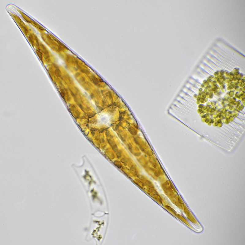 This year we are joining the #WorldOceansDay to support the preservation of the ocean and spread awareness of its importance, and we do it by sharing with you some marine diatoms. #Diatoms are good indicators of our environmental change.
#OceanFirst

📷 © willemsmicroscope.com